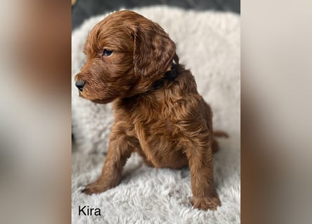 Labradoodle  apricot