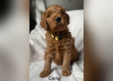 Labradoodle  apricot