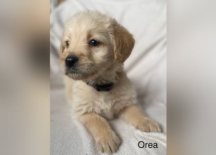 Labradoodle  apricot