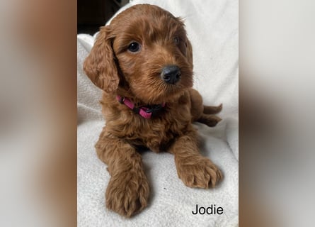 Labradoodle  apricot