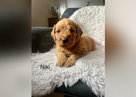 Labradoodle  apricot