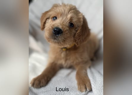 Labradoodle  apricot