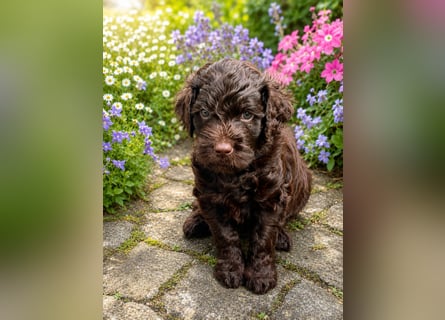 Leopard Labradoodle F1  Welpen