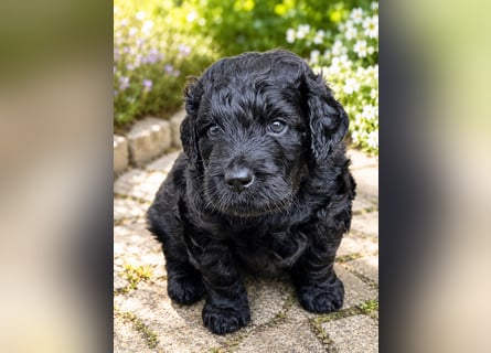 Leopard Labradoodle F1  Welpen