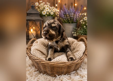 Leopard Labradoodle F1  Welpen