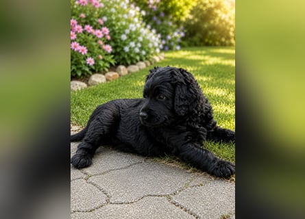 Leopard Labradoodle F1  Welpen ab 01.August abzugeben