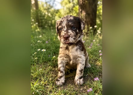 Leopard Labradoodle F1  Welpen