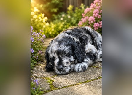 Leopard Labradoodle F1  Welpen