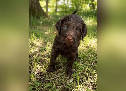 Leopard Labradoodle F1  Welpen