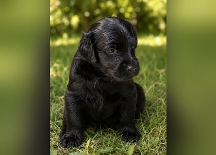 Leopard Labradoodle F1  Welpen