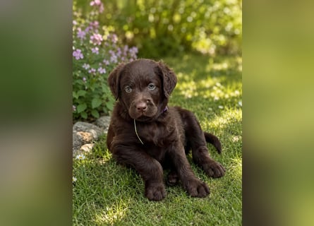 Leopard Labradoodle F1  Welpen ab 01.August abzugeben