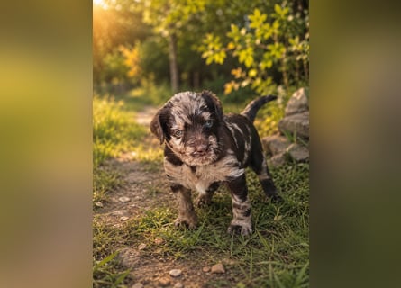 Leopard Labradoodle F1  Welpen