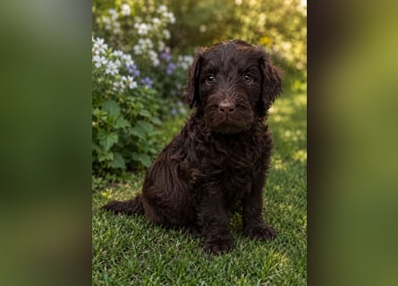 Leopard Labradoodle F1  Welpen ab 01.August abzugeben