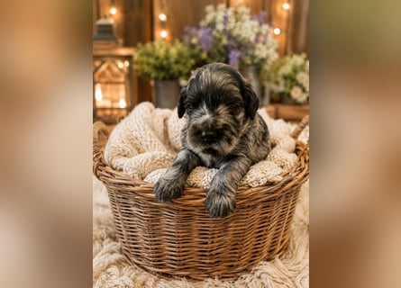 Leopard Labradoodle F1  Welpen