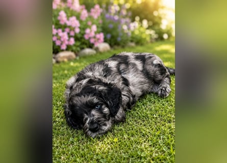 Leopard Labradoodle F1  Welpen ab 01.August abzugeben