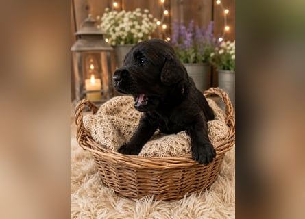 Leopard Labradoodle F1  Welpen