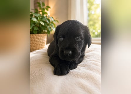 Leopard Labradoodle F1  Welpen