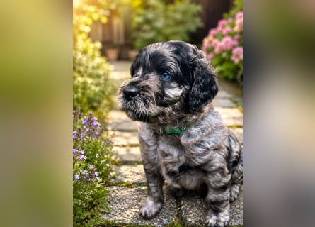 Leopard Labradoodle F1  Welpen