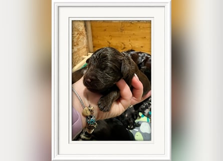 Leopard Labradoodle F1  Welpen