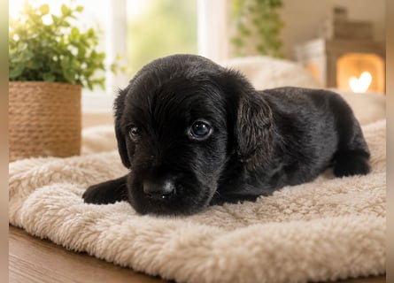 Leopard Labradoodle F1  Welpen