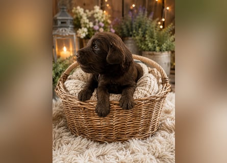 Leopard Labradoodle F1  Welpen
