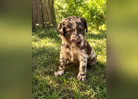 Leopard Labradoodle F1  Welpen