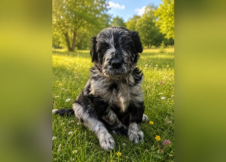 Leopard Labradoodle F1  Welpen