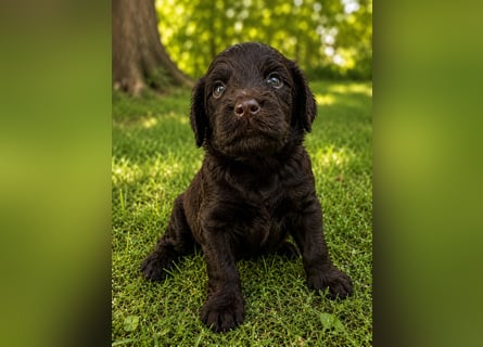 Leopard Labradoodle F1  Welpen