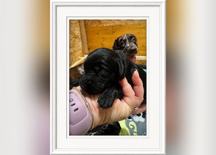 Leopard Labradoodle F1  Welpen