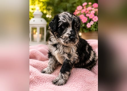 Leopard Labradoodle F1  Welpen