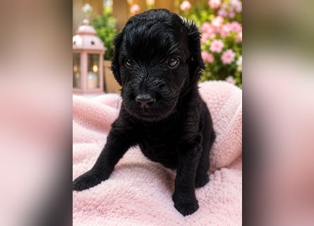 Leopard Labradoodle F1  Welpen