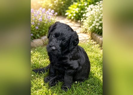 Leopard Labradoodle F1  Welpen