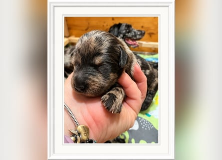 Leopard Labradoodle F1  Welpen