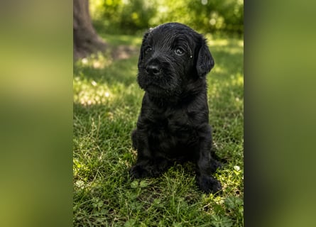 Leopard Labradoodle F1  Welpen