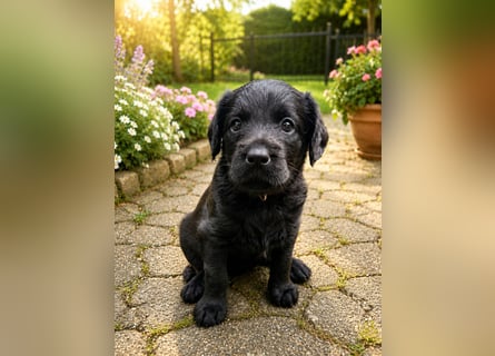 Leopard Labradoodle F1  Welpen