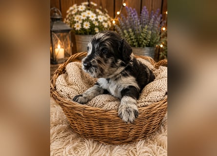 Leopard Labradoodle F1  Welpen