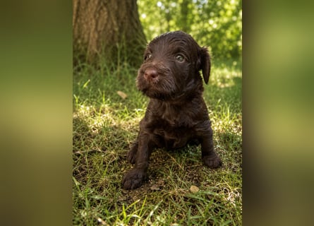 Leopard Labradoodle F1  Welpen