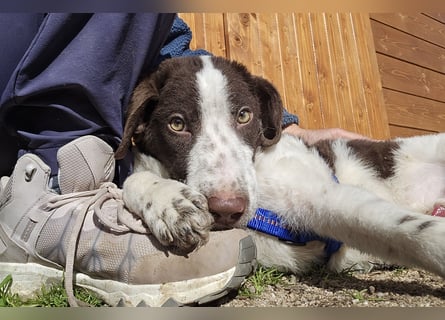 Befanino: er liebt Menschen über alles