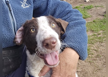 Befanino: er liebt Menschen über alles