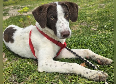 Befanino: er liebt Menschen über alles