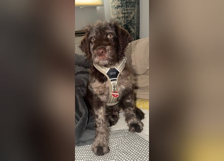 Leopard Labradoodle F1  Welpen ab sofort abzugeben