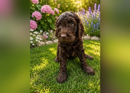 Leopard Labradoodle F1  Welpen ab sofort abzugeben