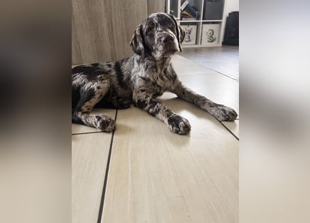 Leopard Labradoodle F1  Welpen ab sofort abzugeben