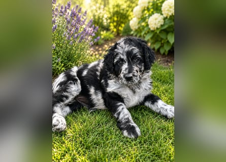 Leopard Labradoodle F1  Welpen ab sofort abzugeben