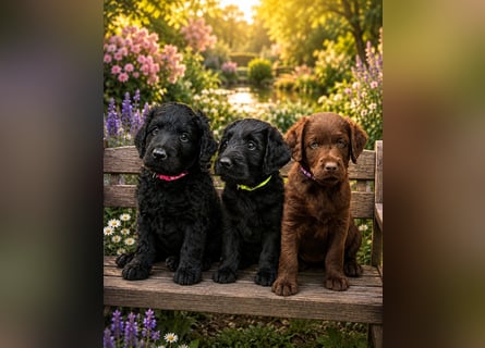Leopard Labradoodle F1  Welpen ab sofort abzugeben