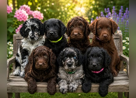Leopard Labradoodle F1  Welpen ab sofort abzugeben