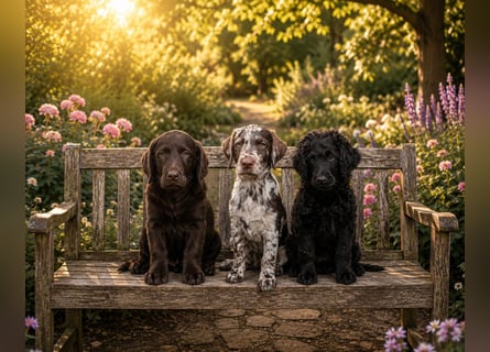 Leopard Labradoodle F1  Welpen ab sofort abzugeben