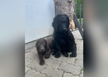 Leopard Labradoodle F1  Welpen ab sofort abzugeben