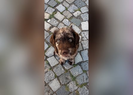 Leopard Labradoodle F1  Welpen ab sofort abzugeben