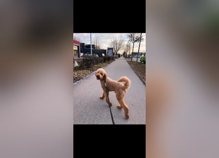Leopard Labradoodle F1  Welpen ab sofort abzugeben